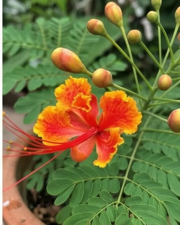 Krishnachura_Dwarf_Plant_|_Grafted_Dwarf_Gulmohar_Red_|_Flowering_Tree_Plant_|_Healthy_Live_Plant_Guaranteed