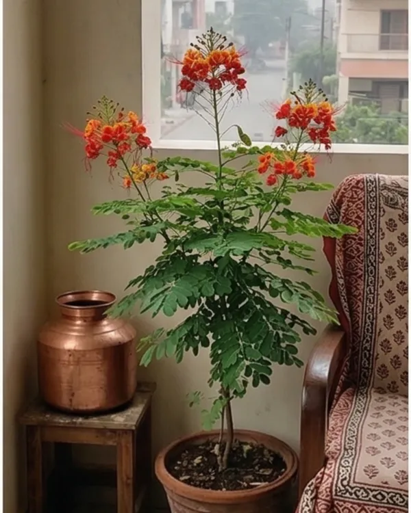 Krishnachura_Dwarf_Plant_|_Grafted_Dwarf_Gulmohar_Red_|_Flowering_Tree_Plant_|_Healthy_Live_Plant_Guaranteed