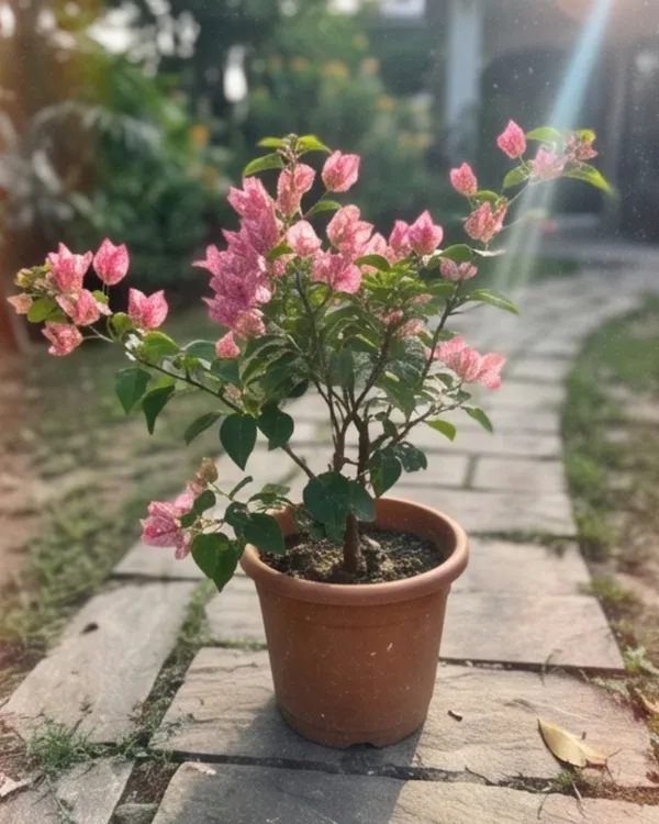 Kristina_Bougainvillea_Plant_|_Grafted_Classic_Elegant_Bloom_Variety_|_Bright_Pink_Flowers_|_Heavy_Flowering_|_Healthy_Live_Plant_Guaranteed