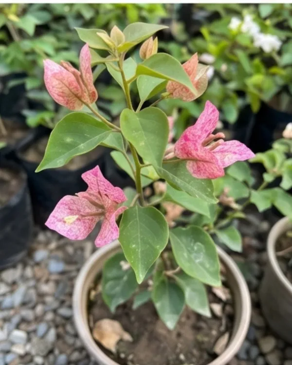 Kristina_Bougainvillea_Plant_|_Grafted_Classic_Elegant_Bloom_Variety_|_Bright_Pink_Flowers_|_Heavy_Flowering_|_Healthy_Live_Plant_Guaranteed