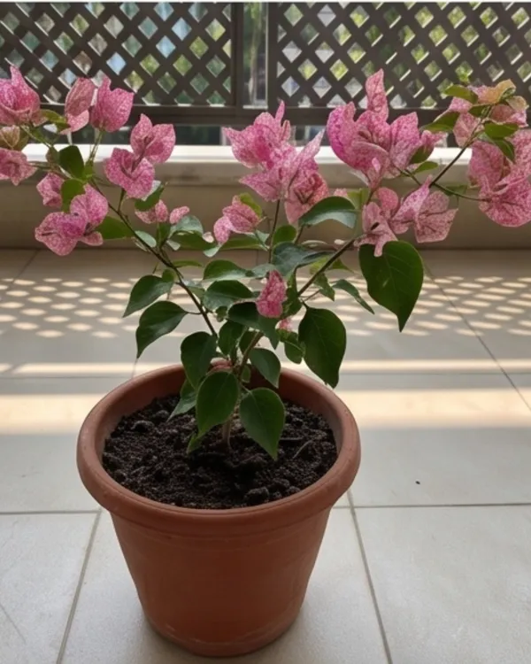 Kristina_Bougainvillea_Plant_|_Grafted_Classic_Elegant_Bloom_Variety_|_Bright_Pink_Flowers_|_Heavy_Flowering_|_Healthy_Live_Plant_Guaranteed
