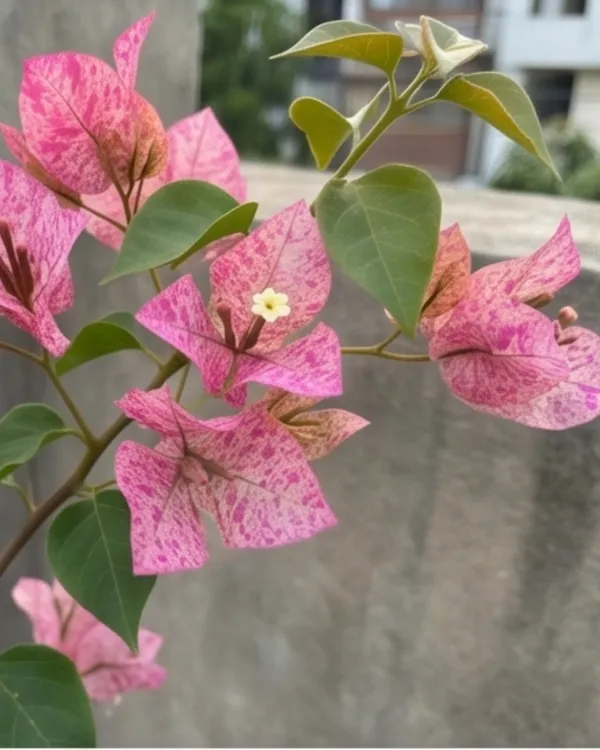 Kristina_Bougainvillea_Plant_|_Grafted_Classic_Elegant_Bloom_Variety_|_Bright_Pink_Flowers_|_Heavy_Flowering_|_Healthy_Live_Plant_Guaranteed