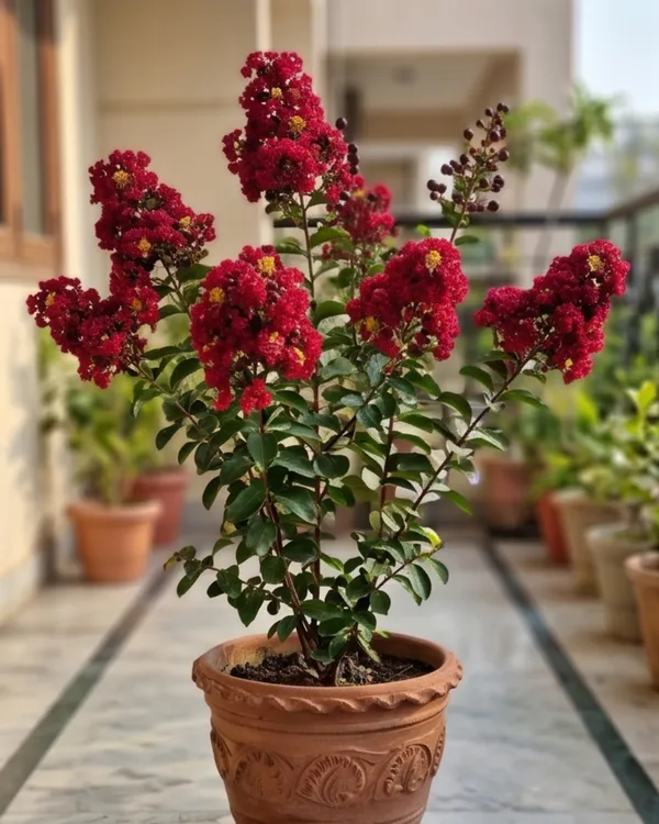 Lagerstroemia_Furush_Red_Plant_|_Grafted_Red_Crepe_Myrtle_|_Flowering_Tree_Plant_|_Healthy_Live_Plant_Guaranteed