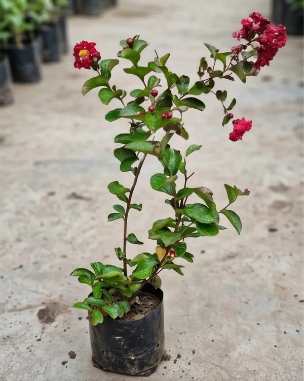 Lagerstroemia_Furush_Red_Plant_|_Grafted_Red_Crepe_Myrtle_|_Flowering_Tree_Plant_|_Healthy_Live_Plant_Guaranteed