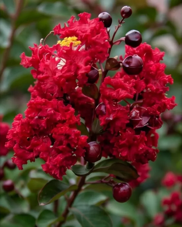 Lagerstroemia_Furush_Red_Plant_|_Grafted_Red_Crepe_Myrtle_|_Flowering_Tree_Plant_|_Healthy_Live_Plant_Guaranteed