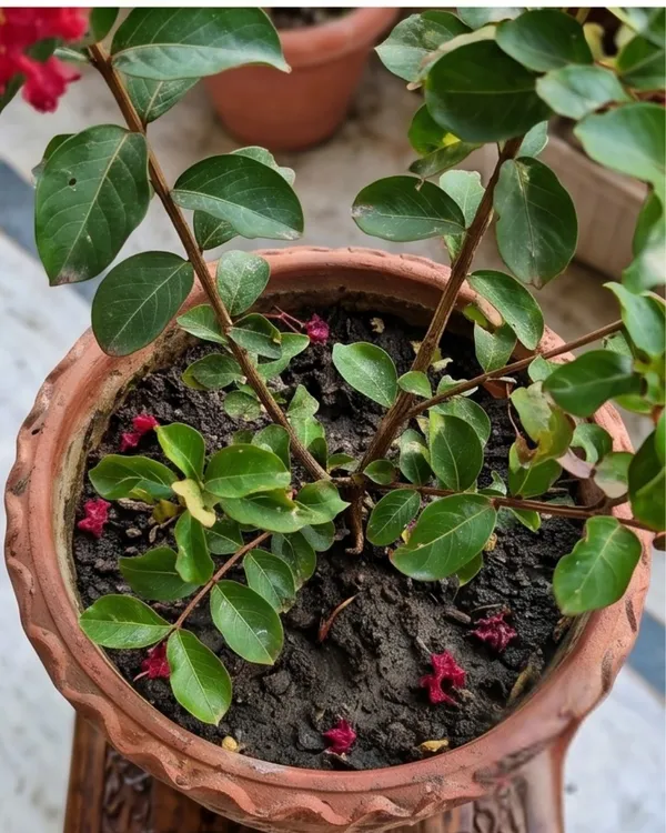 Lagerstroemia_Furush_Red_Plant_|_Grafted_Red_Crepe_Myrtle_|_Flowering_Tree_Plant_|_Healthy_Live_Plant_Guaranteed