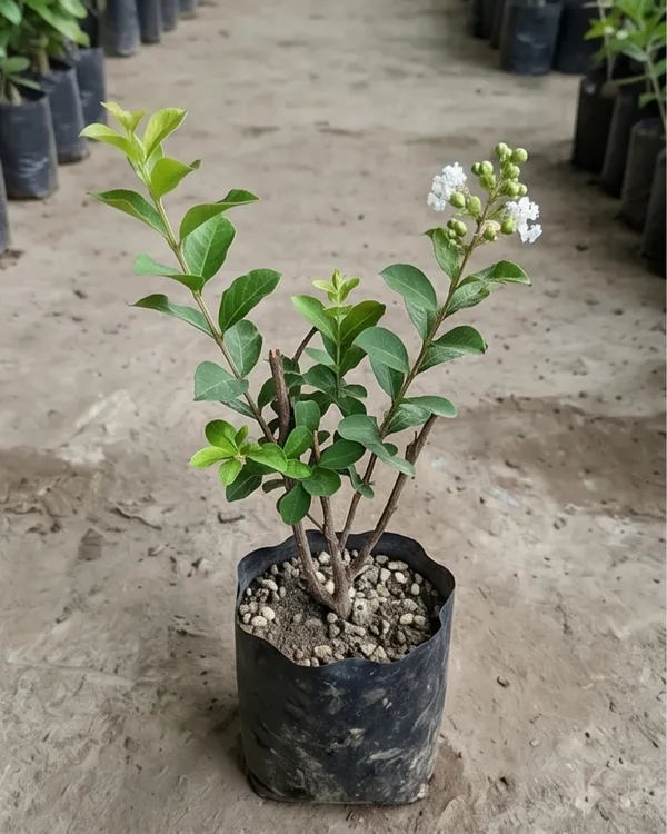 Furush_White_Lagerstroemia_Plant_|_Grafted_White_Crepe_Myrtle_|_Flowering_Tree_Plant_|_Healthy_Live_Plant_Guaranteed