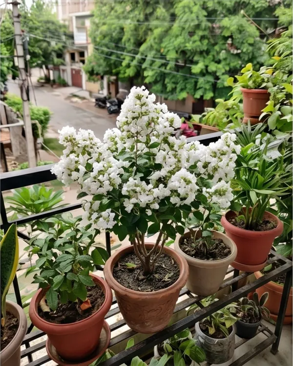 Furush_White_Lagerstroemia_Plant_|_Grafted_White_Crepe_Myrtle_|_Flowering_Tree_Plant_|_Healthy_Live_Plant_Guaranteed