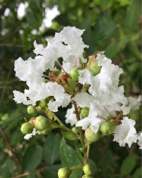 Furush_White_Lagerstroemia_Plant_|_Grafted_White_Crepe_Myrtle_|_Flowering_Tree_Plant_|_Healthy_Live_Plant_Guaranteed