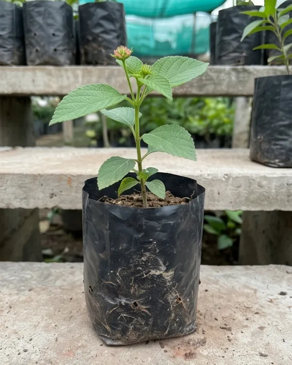 Lantana_Pink_Plant_|_Grafted_Lantana_Flowering_Plant_|_Butterfly_Garden_Plant_|_Healthy_Live_Plant_Guaranteed