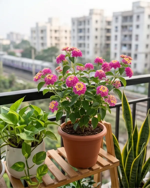 Lantana_Pink_Plant_|_Grafted_Lantana_Flowering_Plant_|_Butterfly_Garden_Plant_|_Healthy_Live_Plant_Guaranteed