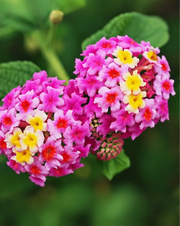 Lantana_Pink_Plant_|_Grafted_Lantana_Flowering_Plant_|_Butterfly_Garden_Plant_|_Healthy_Live_Plant_Guaranteed