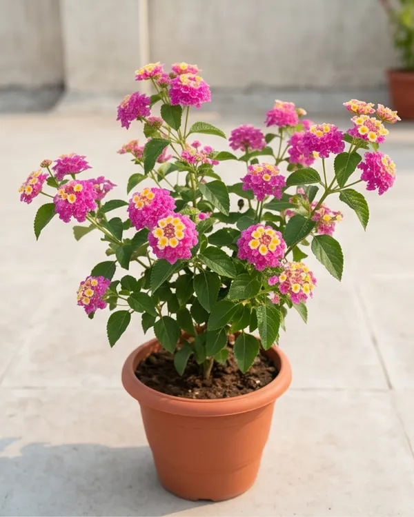 Lantana_Pink_Plant_|_Grafted_Lantana_Flowering_Plant_|_Butterfly_Garden_Plant_|_Healthy_Live_Plant_Guaranteed