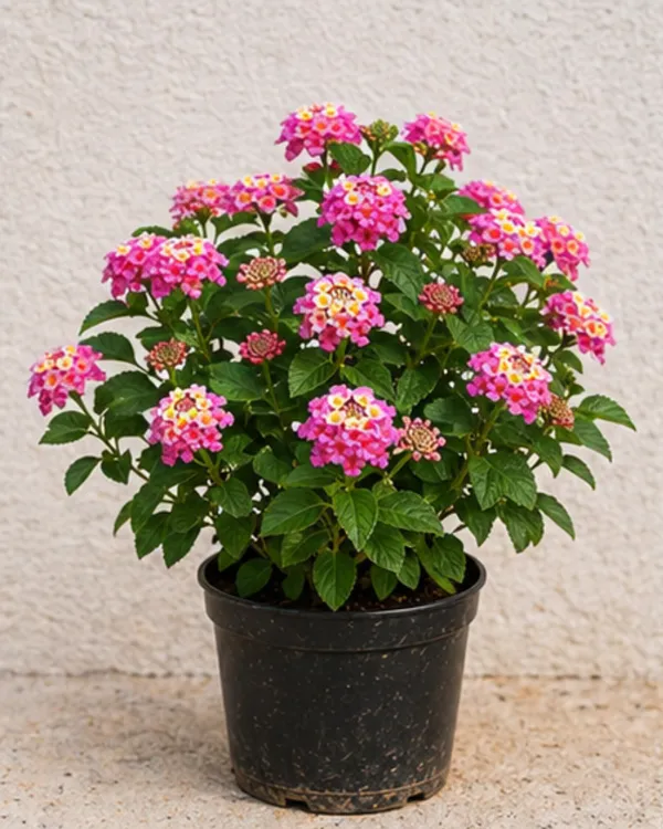 Lantana_Pink_Plant_|_Grafted_Lantana_Flowering_Plant_|_Butterfly_Garden_Plant_|_Healthy_Live_Plant_Guaranteed