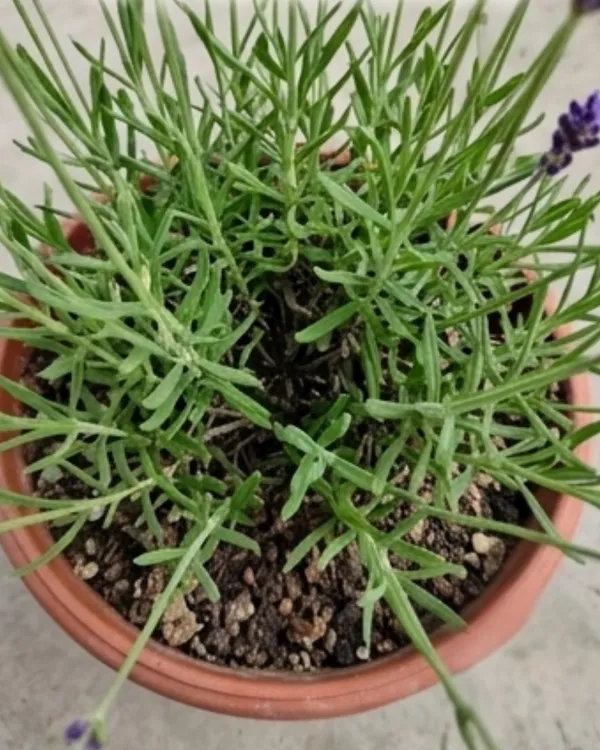 Lavender_Plant_|_Grafted_Lavender_Herb_Plant_|_Fragrant_Plant_|_Healthy_Live_Plant_Guaranteed