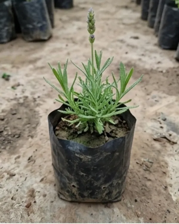 Lavender_Plant_|_Grafted_Lavender_Herb_Plant_|_Fragrant_Plant_|_Healthy_Live_Plant_Guaranteed