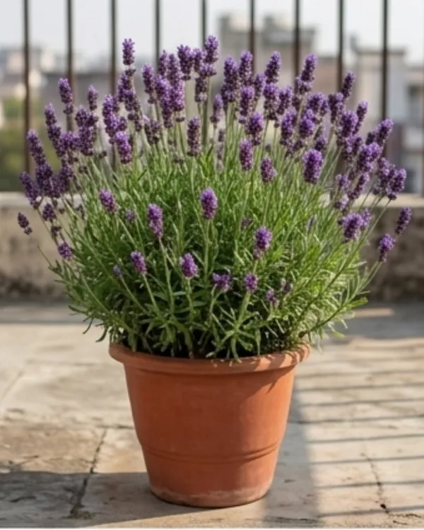 Lavender_Plant_|_Grafted_Lavender_Herb_Plant_|_Fragrant_Plant_|_Healthy_Live_Plant_Guaranteed
