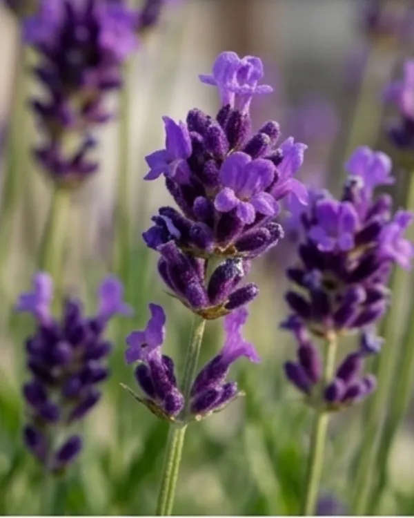 Lavender_Plant_|_Grafted_Lavender_Herb_Plant_|_Fragrant_Plant_|_Healthy_Live_Plant_Guaranteed