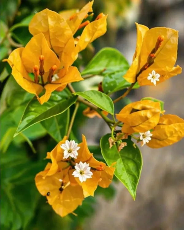 Lemon_Yellow_Jinda_Bougainvillea_Plant_|_Grafted_Bright_Lemon_Bloom_Variety_|_Lemon_Yellow_Flowers_|_Heavy_Flowering_|_Healthy_Live_Plant_Guaranteed