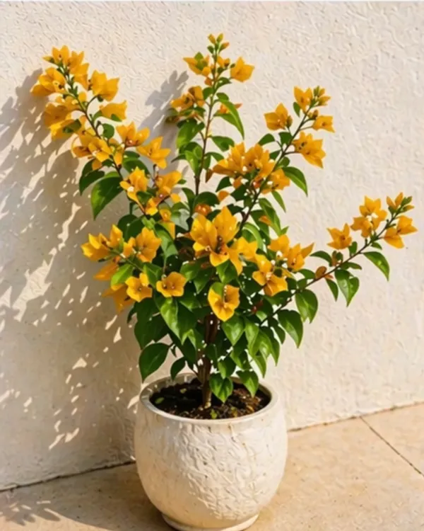 Lemon_Yellow_Jinda_Bougainvillea_Plant_|_Grafted_Bright_Lemon_Bloom_Variety_|_Lemon_Yellow_Flowers_|_Heavy_Flowering_|_Healthy_Live_Plant_Guaranteed