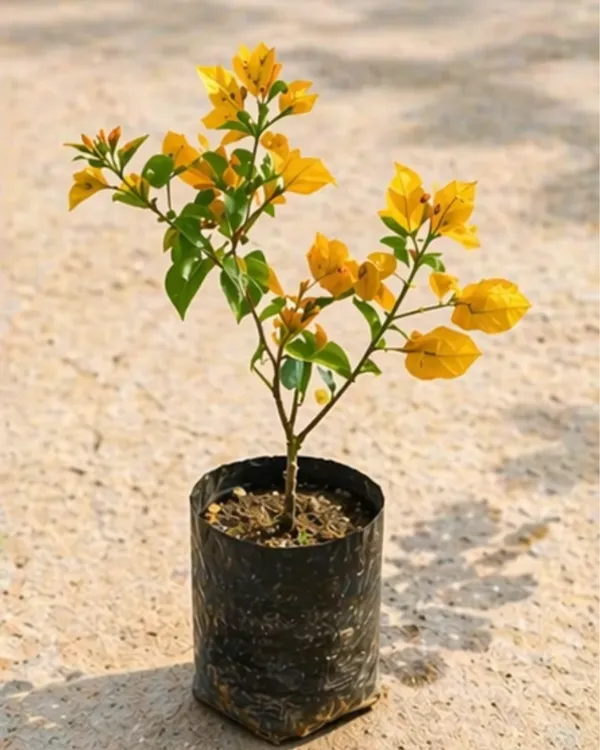 Lemon_Yellow_Jinda_Bougainvillea_Plant_|_Grafted_Bright_Lemon_Bloom_Variety_|_Lemon_Yellow_Flowers_|_Heavy_Flowering_|_Healthy_Live_Plant_Guaranteed