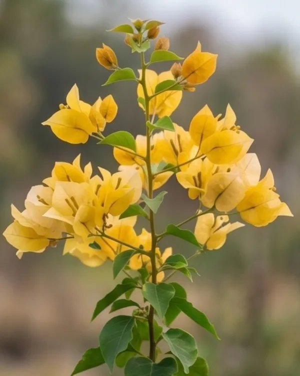 Lemon_Yellow_Jinda_Bougainvillea_Plant_|_Grafted_Bright_Lemon_Bloom_Variety_|_Lemon_Yellow_Flowers_|_Heavy_Flowering_|_Healthy_Live_Plant_Guaranteed