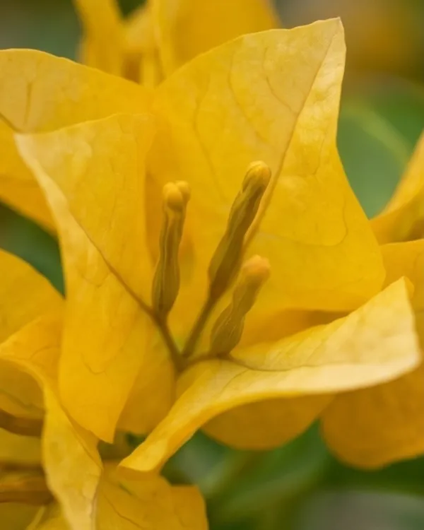 Lemon_Yellow_Jinda_Bougainvillea_Plant_|_Grafted_Bright_Lemon_Bloom_Variety_|_Lemon_Yellow_Flowers_|_Heavy_Flowering_|_Healthy_Live_Plant_Guaranteed