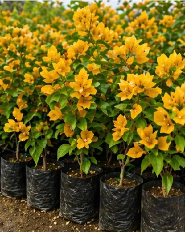 Lemon_Yellow_Jinda_Bougainvillea_Plant_|_Grafted_Bright_Lemon_Bloom_Variety_|_Lemon_Yellow_Flowers_|_Heavy_Flowering_|_Healthy_Live_Plant_Guaranteed