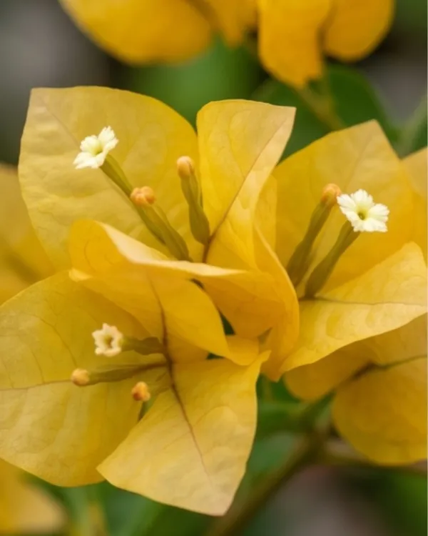 Lemon_Yellow_Jinda_Bougainvillea_Plant_|_Grafted_Bright_Lemon_Bloom_Variety_|_Lemon_Yellow_Flowers_|_Heavy_Flowering_|_Healthy_Live_Plant_Guaranteed