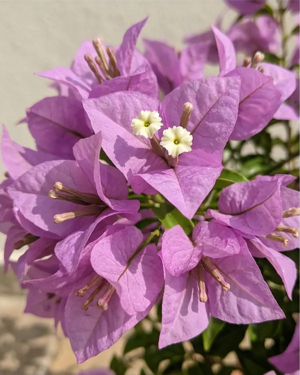 Light_Violet_Bougainvillea_Plant_|_Grafted_Soft_Pastel_Bloom_Variety_|_Light_Violet_Flowers_|_Heavy_Flowering_|_Healthy_Live_Plant_Guaranteed