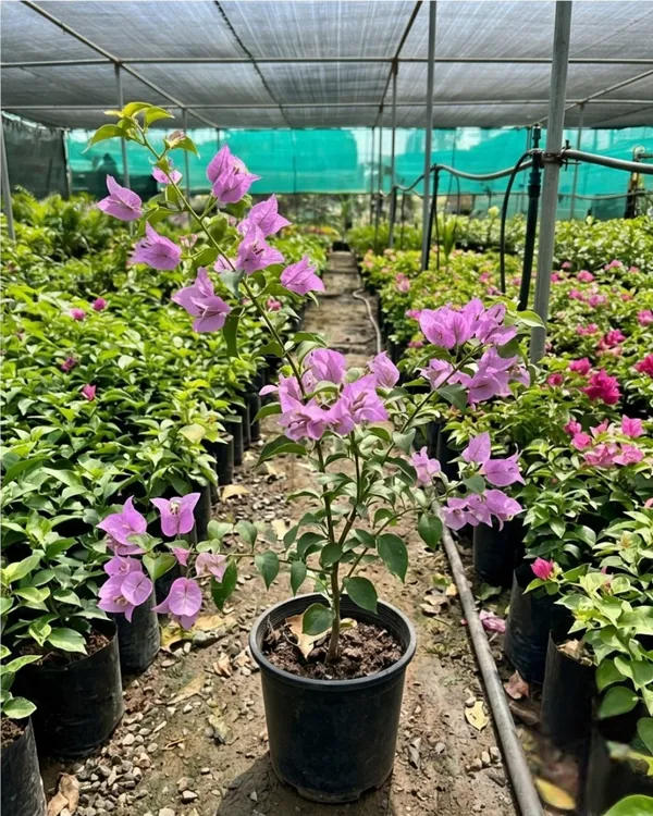 Light_Violet_Bougainvillea_Plant_|_Grafted_Soft_Pastel_Bloom_Variety_|_Light_Violet_Flowers_|_Heavy_Flowering_|_Healthy_Live_Plant_Guaranteed