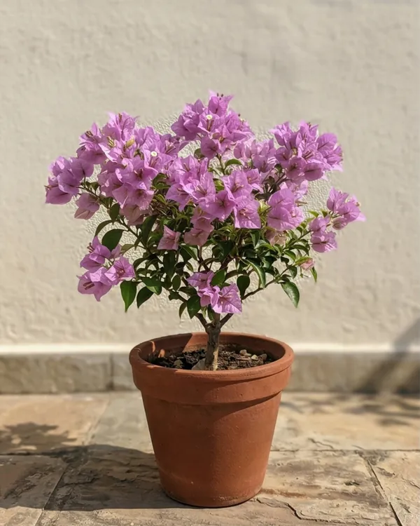 Light_Violet_Bougainvillea_Plant_|_Grafted_Soft_Pastel_Bloom_Variety_|_Light_Violet_Flowers_|_Heavy_Flowering_|_Healthy_Live_Plant_Guaranteed