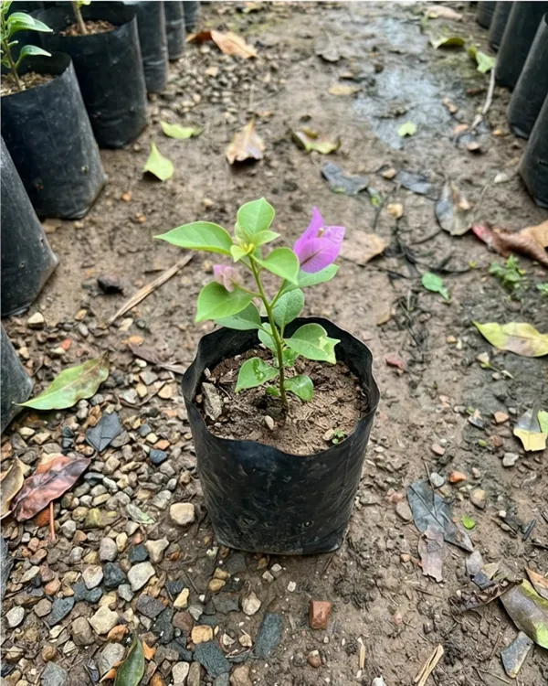 Light_Violet_Bougainvillea_Plant_|_Grafted_Soft_Pastel_Bloom_Variety_|_Light_Violet_Flowers_|_Heavy_Flowering_|_Healthy_Live_Plant_Guaranteed