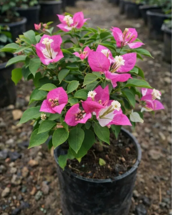 Lipstick_Bougainvillea_Plant_|_Grafted_Exotic_Lipstick_Bloom_Variety_|_Bright_Red_Flowers_|_Heavy_Flowering_|_Healthy_Live_Plant_Guaranteed