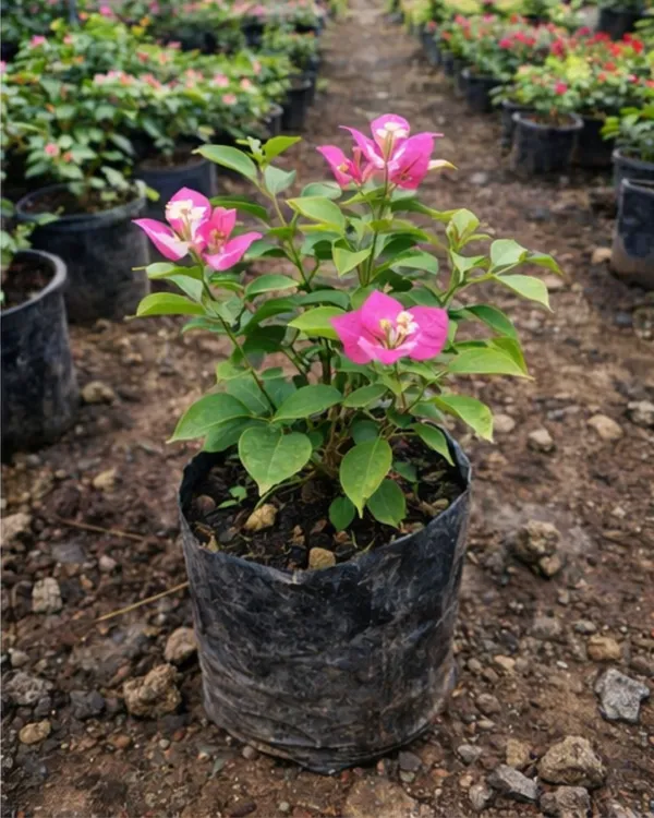 Lipstick_Bougainvillea_Plant_|_Grafted_Exotic_Lipstick_Bloom_Variety_|_Bright_Red_Flowers_|_Heavy_Flowering_|_Healthy_Live_Plant_Guaranteed