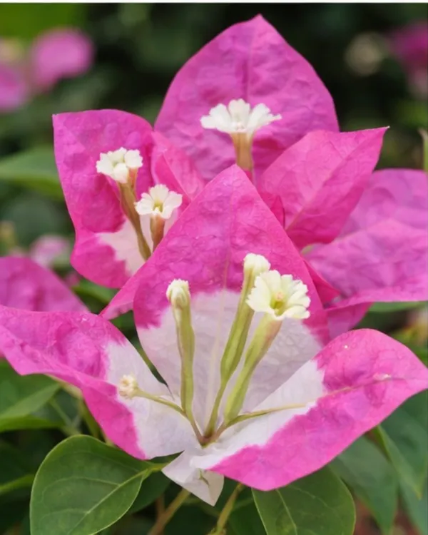 Lipstick_Bougainvillea_Plant_|_Grafted_Exotic_Lipstick_Bloom_Variety_|_Bright_Red_Flowers_|_Heavy_Flowering_|_Healthy_Live_Plant_Guaranteed
