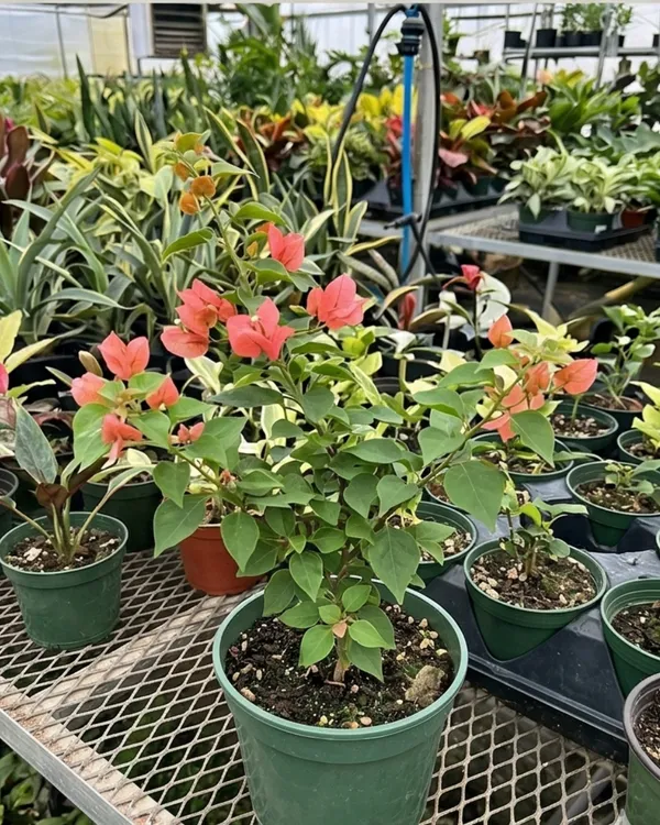 Louis_Wathen_Bougainvillea_Plant_|_Grafted_Classic_Premium_Bloom_Variety_|_Magenta_Purple_Flowers_|_Heavy_Flowering_|_Healthy_Live_Plant_Guaranteed