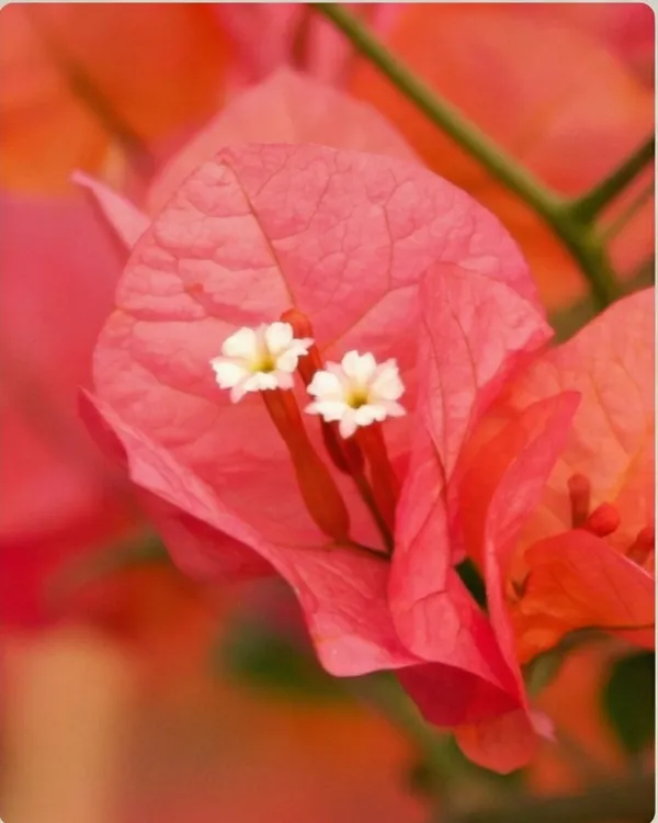 Louis_Wathen_Bougainvillea_Plant_|_Grafted_Classic_Premium_Bloom_Variety_|_Magenta_Purple_Flowers_|_Heavy_Flowering_|_Healthy_Live_Plant_Guaranteed