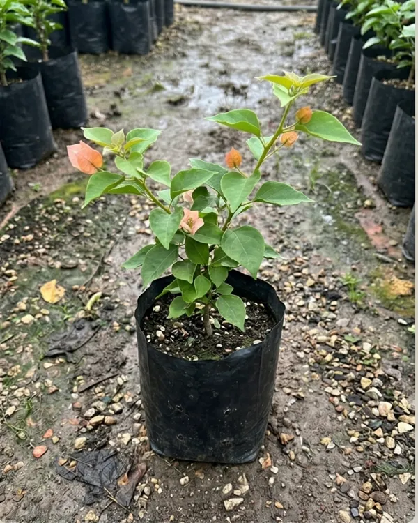 Louis_Wathen_Bougainvillea_Plant_|_Grafted_Classic_Premium_Bloom_Variety_|_Magenta_Purple_Flowers_|_Heavy_Flowering_|_Healthy_Live_Plant_Guaranteed