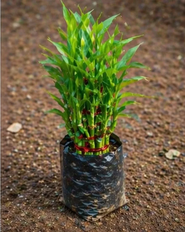 Lucky_Bamboo_Indoor_Plant_|_Grafted_Feng_Shui_Bamboo_Plant_|_Wealth_&_Good_Luck_Plant_|_Healthy_Live_Plant_Guaranteed