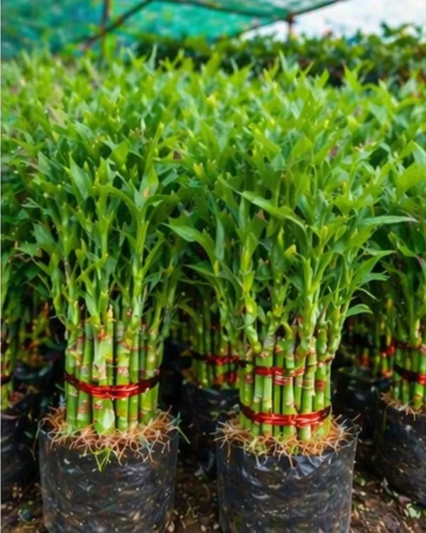 Lucky_Bamboo_Indoor_Plant_|_Grafted_Feng_Shui_Bamboo_Plant_|_Wealth_&_Good_Luck_Plant_|_Healthy_Live_Plant_Guaranteed