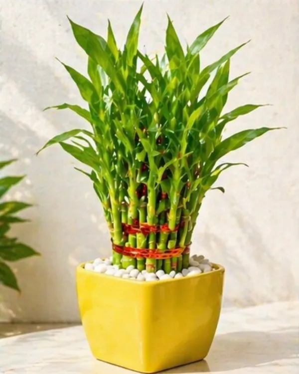 Lucky_Bamboo_Indoor_Plant_|_Grafted_Feng_Shui_Bamboo_Plant_|_Wealth_&_Good_Luck_Plant_|_Healthy_Live_Plant_Guaranteed