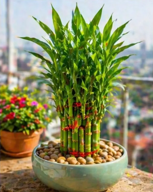 Lucky_Bamboo_Indoor_Plant_|_Grafted_Feng_Shui_Bamboo_Plant_|_Wealth_&_Good_Luck_Plant_|_Healthy_Live_Plant_Guaranteed