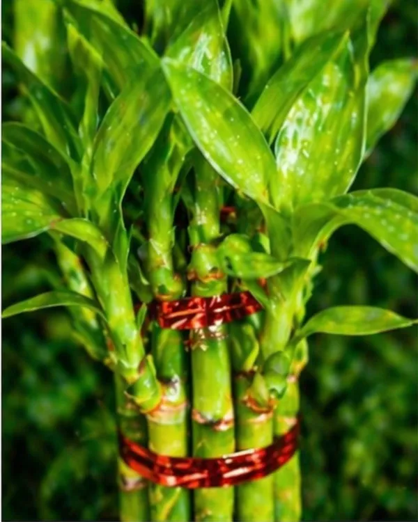 Lucky_Bamboo_Indoor_Plant_|_Grafted_Feng_Shui_Bamboo_Plant_|_Wealth_&_Good_Luck_Plant_|_Healthy_Live_Plant_Guaranteed
