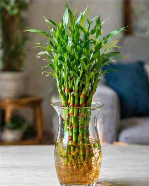 Lucky_Bamboo_Indoor_Plant_|_Grafted_Feng_Shui_Bamboo_Plant_|_Wealth_&_Good_Luck_Plant_|_Healthy_Live_Plant_Guaranteed