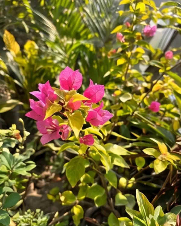 Luminous_Bougainvillea_Plant_|_Grafted_Exotic_Bright_Glow_Bloom_Variety_|_Bright_Orange_Pink_Flowers_|_Heavy_Flowering_|_Healthy_Live_Plant_Guaranteed