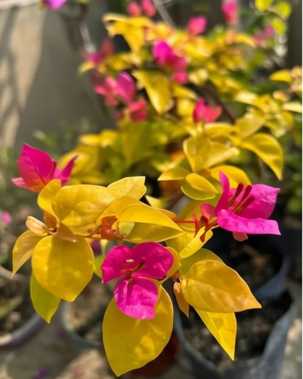 Luminous_Bougainvillea_Plant_|_Grafted_Exotic_Bright_Glow_Bloom_Variety_|_Bright_Orange_Pink_Flowers_|_Heavy_Flowering_|_Healthy_Live_Plant_Guaranteed