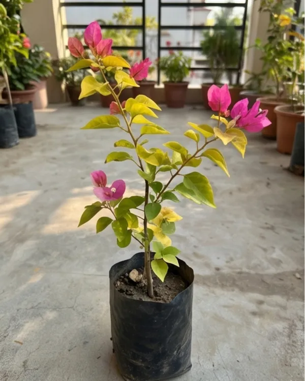 Luminous_Bougainvillea_Plant_|_Grafted_Exotic_Bright_Glow_Bloom_Variety_|_Bright_Orange_Pink_Flowers_|_Heavy_Flowering_|_Healthy_Live_Plant_Guaranteed