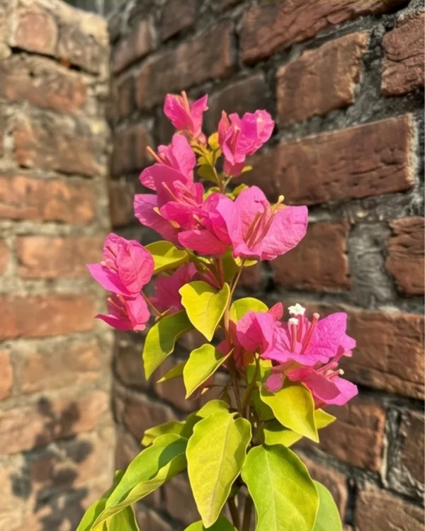 Luminous_Bougainvillea_Plant_|_Grafted_Exotic_Bright_Glow_Bloom_Variety_|_Bright_Orange_Pink_Flowers_|_Heavy_Flowering_|_Healthy_Live_Plant_Guaranteed