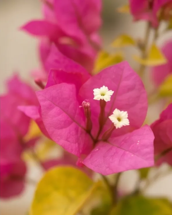 Luminous_Bougainvillea_Plant_|_Grafted_Exotic_Bright_Glow_Bloom_Variety_|_Bright_Orange_Pink_Flowers_|_Heavy_Flowering_|_Healthy_Live_Plant_Guaranteed